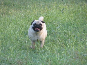 Pancho Running Toward Camera