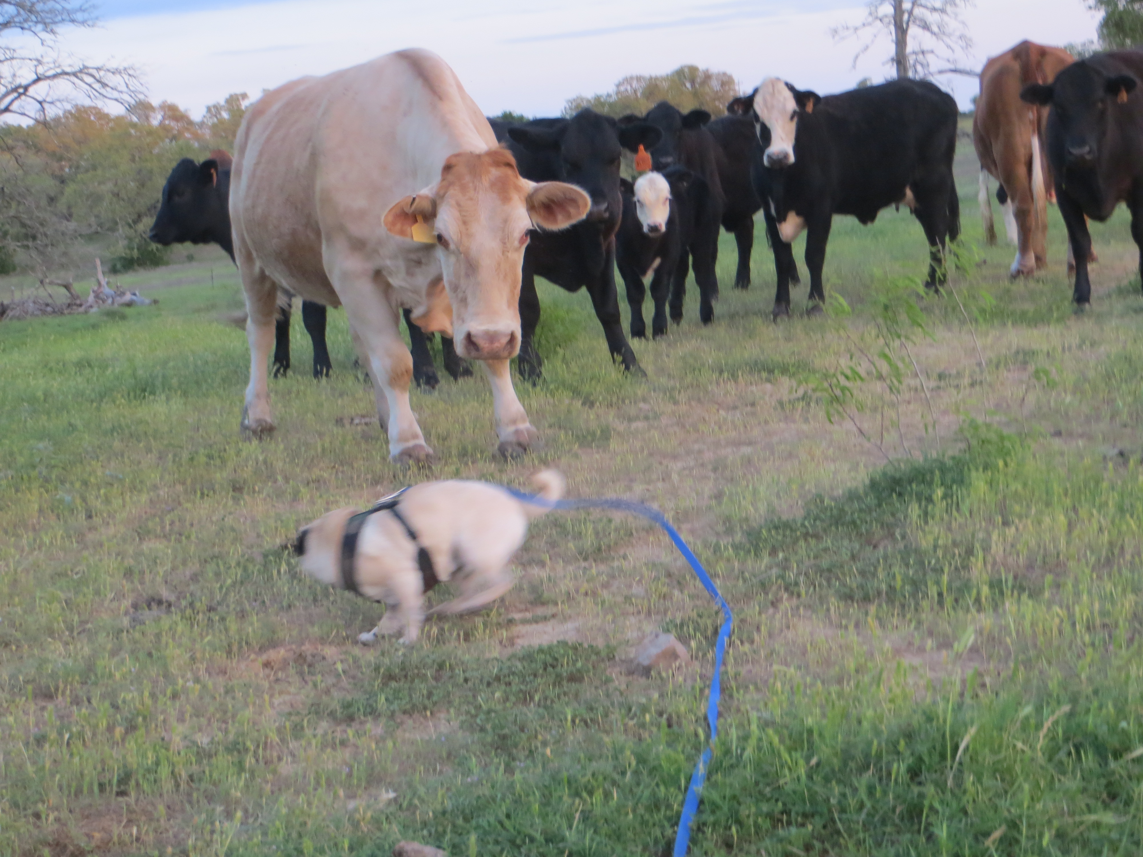 Pancho Starts a Rodeo