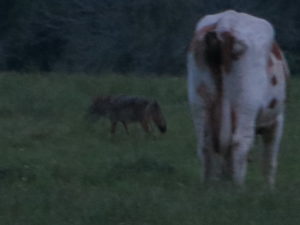 Coyotes Look Better at Dawn